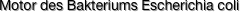 Motor des Bakteriums Escherichia coli